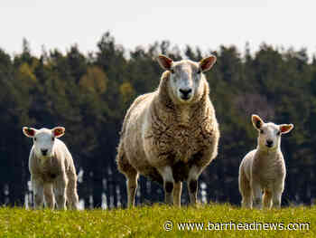 Whitelee countryside rangers issue plea after sheep attack - Barrhead News