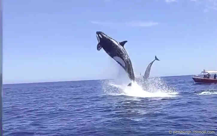 Caught On Video: Breaching Orca Slams Into Dolphin In Mid-Air
