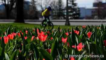 Toronto's top doctor urges people not to gather over the May long weekend