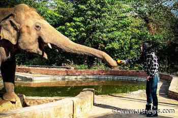 Cher's Star Power Helps Rescue the 'Loneliest Elephant’