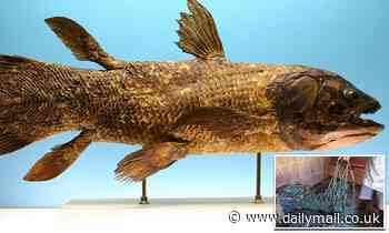 420-million-year-old fish with four legs that predates dinosaurs found alive in Africa 