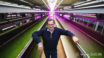 Kalkar: Wir machen Entengrütze zu Super-Food | Regional - BILD