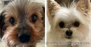 Family Drops Off Two Small Dogs at Pet Hotel - Days Later, Both Are Dead