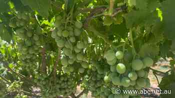 Growers worried as China delays imports without explanation