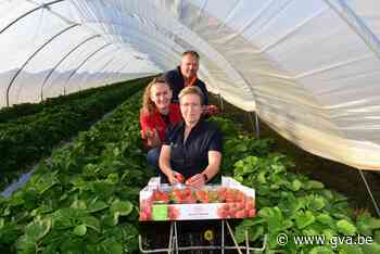 Dringend gezocht: honderden arbeiders voor Kempense fruittee... (Dessel) - Gazet van Antwerpen