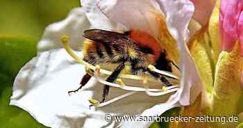 Zum Weltbienentag: Bienen im Kreis Neunkirchen leiden unter Futtermangel - Saarbrücker Zeitung
