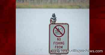 Belted Kingfisher At Lake Miona Cannot Read - Villages-News