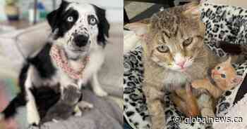 Unlikely surrogates step in for orphaned kittens: ‘He just lives to care for these babies’