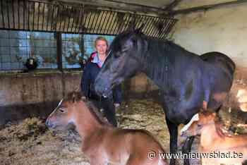 Merrie bevalt van twee gezonde zonen: “Meestal draait zo’n tweeling uit op een nachtmerrie, nu is het een droom”