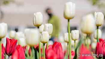 Quebec's reopening plan brings much-needed hope — and yes, some risks