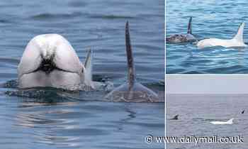 Dolphin with dazzling WHITE skin leaves whale watchers stunned
