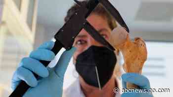 Countdown begins to discover where Columbus came from