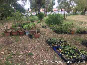 Ardea, Excalibur dona 250 piante al parco Rielasingen - MeridianaNotizie