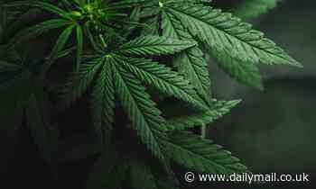 Cannabis: First trial to test THC and CBD as potential treatments for acute headaches is underway 