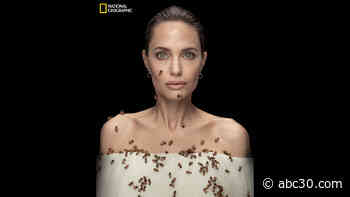 Angelina Jolie poses with swarm of bees to highlight insects' importance in our environment