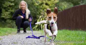 Great to be bark! Dog training resumes in Harefield, Northolt, Ealing