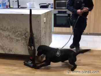 AFP using a squad of good dogs to detect devices such as USBs and SIM cards