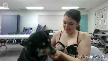 Adopt a Pet with Philly the corgi-husky