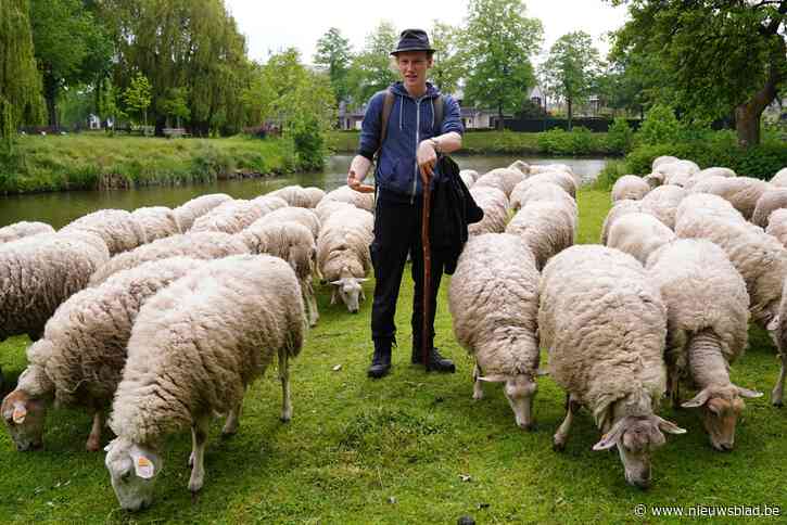 Nieuwe Gentse stadsherder is pas 21 én Antwerpenaar: “Elke dag met herdershond op de trein”