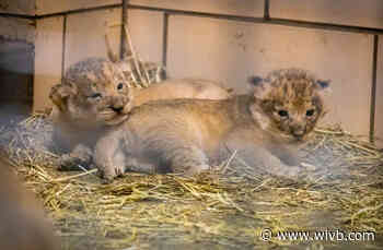Buffalo Zoo offers look at new lion cubs