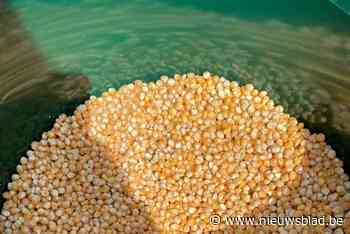 Duiven gaan aan de pil