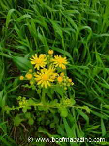 Take note of Cressleaf groundsel in your pasture