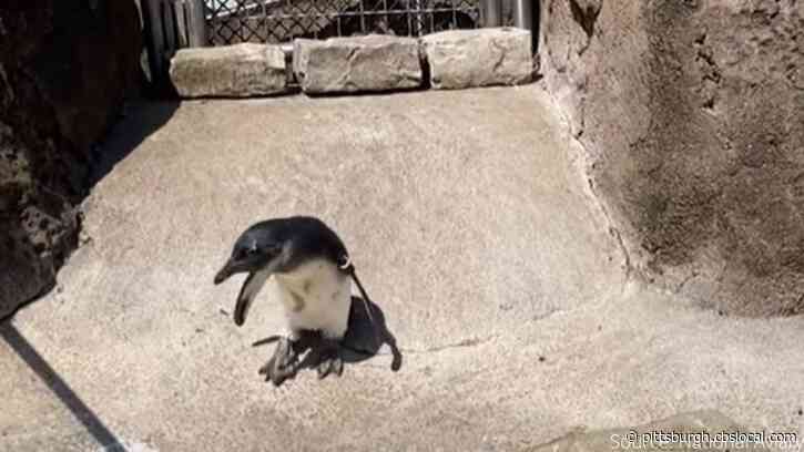 National Aviary’s African Penguin Chick, Marge, Joins Colony At Penguin Point