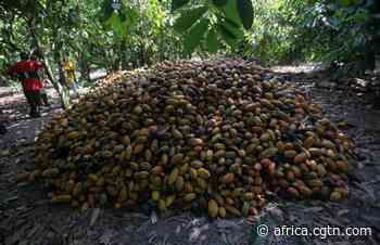 Cote D'Ivoire court jails 22 for trafficking children to cocoa farms - cgtn.com