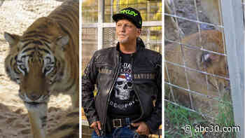US seizes dozens of big cats from 'Tiger King's' Jeff Lowe for Endangered Species Act violations