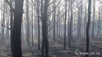 Wildfire near Prince Albert, Sask., now contained, some people allowed back home Thursday