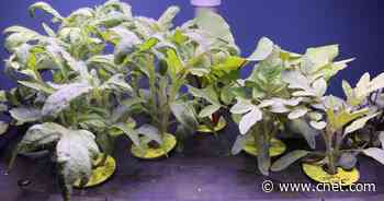 Review: AeroGarden's Bounty Elite makes growing vegetables and herbs a cinch     - CNET