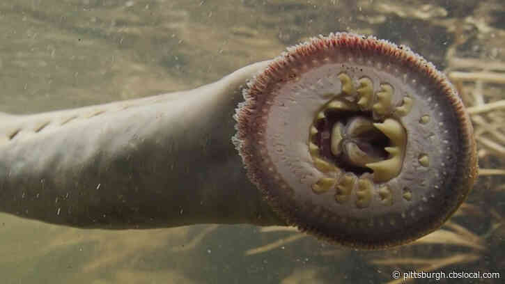 ‘Like Some Sea Creature From The Deep’: Vampire Fish Making Comeback To American River