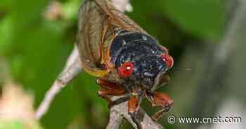 Brood X cicada emergence in photos: How it looks as trillions of bugs appear     - CNET