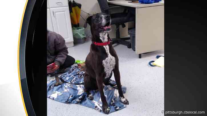 Furry Tails: Ohio Dog Looking For Forever Family After Spending 7 Years In Shelter