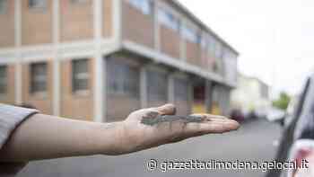 Modena. Faccia a faccia in via Zarlati tra comitato e Fonderia - La Gazzetta di Modena