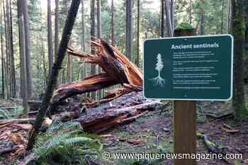 Fallen giant: 500-year-old tree falls in North Vancouver park - Pique Newsmagazine