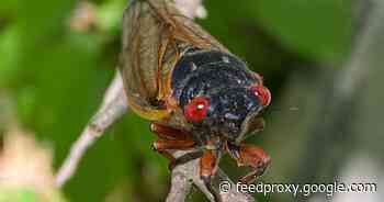 Brood X cicada emergence in photos: How it looks as trillions of bugs appear     - CNET