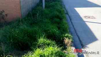 Erba alta in via Magellano a Ponsacco - PisaToday