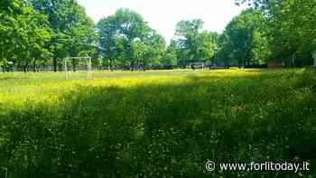 Erba alta a Bussecchio - ForlìToday