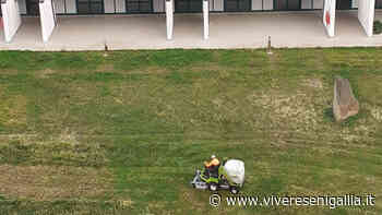 Erba tagliata alle Saline dopo la segnalazione su VS: "Grazie per la tempestività dell'intervento" - Vivere Senigallia