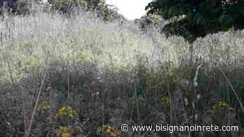 Taglio erba e prevenzione incendi: sarà la solita estate di fuoco? - Bisignanoinrete
