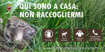 Piccoli di cervo e capriolo acquattati nell'erba: “Non toccateli!” Piccoli di cervo e capriolo acquattati - Ufficio Stampa