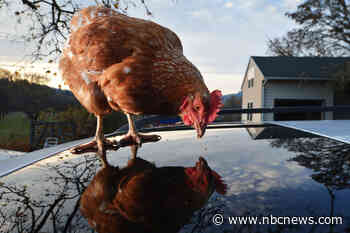 'Don't kiss or snuggle backyard poultry,' CDC warns in salmonella alert
