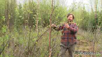 Glyphosate remains in forest plant tissues for a decade or more - CKPGToday.ca