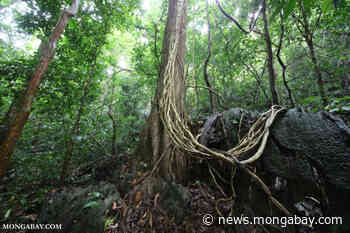 'Drastic forest development': Vietnam to plant 1 billion trees — but how? - Mongabay.com