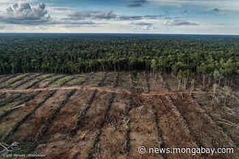 As illegal forest conversion for industrial ag worsens, this moment is pivotal (commentary) - Mongabay.com