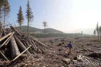 From forest to furnace: how the U.K.’s wood-pellet plants are driving logging in B.C. - The Narwhal