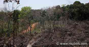 Forest rangers struggle to prevent poaching amid lockdowns - Reuters