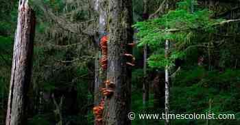 Old-growth forest activists to appeal B.C. court injunction against blockades - Times Colonist