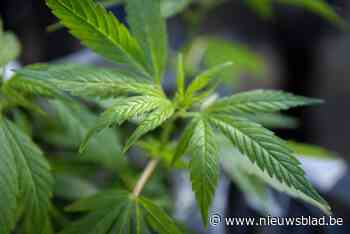 Cannabisbende opgerold: vier arrestaties <BR />